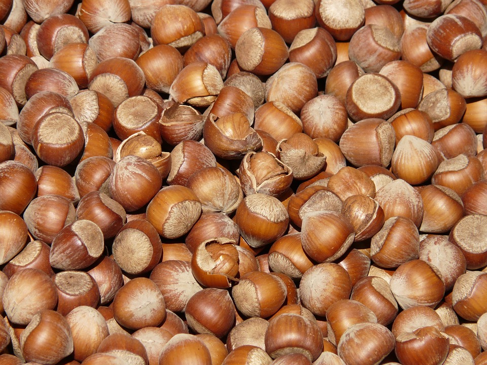 lískové ořechy